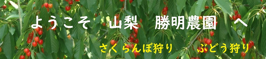 さくらんぼ狩り 葡萄狩り 山梨